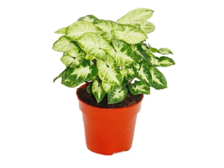 Exotenherz Syngonium Pixie 3er Set Purpurtute* Weitere Regale