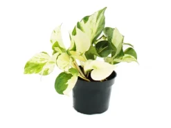 Exotenherz Weißbunte Efeutute Epipremnum Happy Leaf Scindapsus 12cm Topf Rankende Zimmerpflanze* Weitere Regale