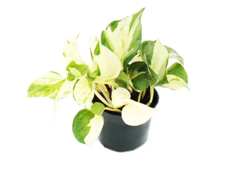 Exotenherz Weißbunte Efeutute Epipremnum Happy Leaf Scindapsus 12cm Topf Rankende Zimmerpflanze* Weitere Regale
