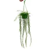 Exotenherz Zimmerpflanze zum Hängen Hoya Linearis Wachsblume 12cm Ampel* Weitere Regale