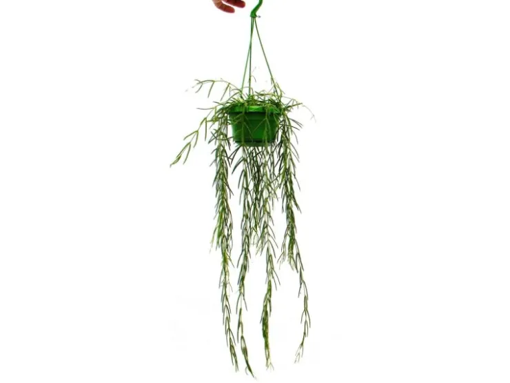 Exotenherz Zimmerpflanze zum Hängen Hoya Linearis Wachsblume 12cm Ampel* Weitere Regale