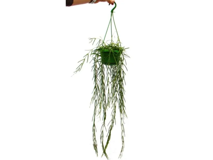 Exotenherz Zimmerpflanze zum Hängen Hoya Linearis Wachsblume 12cm Ampel* Weitere Regale