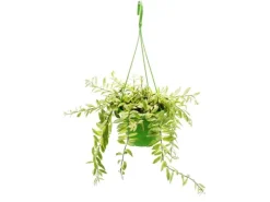 Exotenherz Zimmerpflanze zum Hängen Aeschynanthus Bicolor Panaschierte Schamblume 14cm Ampel* Weitere Regale