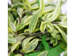 Exotenherz Zimmerpflanze zum Hängen Aeschynanthus Bicolor Panaschierte Schamblume 14cm Ampel* Weitere Regale