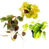 Exotenherz Zimmerpflanzen Trio Rankende Baumfreunde Set mit 3 Verschiedenen Philodendron Arten* Weitere Regale