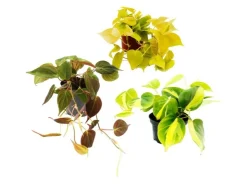 Exotenherz Zimmerpflanzen Trio Rankende Baumfreunde Set mit 3 Verschiedenen Philodendron Arten* Weitere Regale