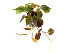 Exotenherz Zimmerpflanzen Trio Rankende Baumfreunde Set mit 3 Verschiedenen Philodendron Arten* Weitere Regale