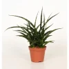 Fernwood Mikado Topf-Ø ca. 10 cm (Sanseveria cylindrica)* Weitere Regale