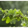 Ginkgo Biloba Troll Fächerblattbaum Kompakt 120 cm Stammhöhe