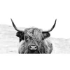 Pro Art Glasbild Scott. Highland Cattle ll 80 cm x 30 cm* Bilder