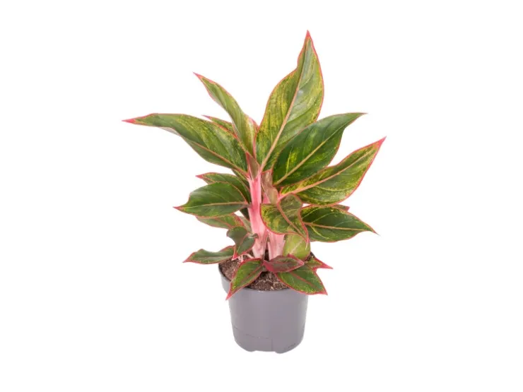 GROW by OBI Kolbenfaden in Sorten Grün-Rot Höhe 30-35 cm Topf Ø 12 cm Aglaonema* Weitere Regale