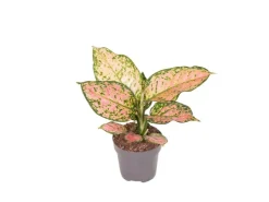 GROW by OBI Kolbenfaden in Sorten Grün-Rot Höhe 30-35 cm Topf Ø 12 cm Aglaonema* Weitere Regale