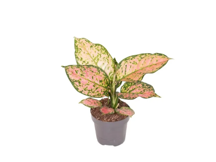 GROW by OBI Kolbenfaden in Sorten Grün-Rot Höhe 30-35 cm Topf Ø 12 cm Aglaonema* Weitere Regale