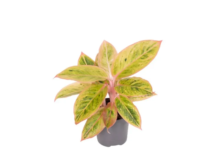 GROW by OBI Kolbenfaden in Sorten Grün-Rot Höhe 30-35 cm Topf Ø 12 cm Aglaonema* Weitere Regale