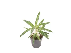 GROW by OBI Kolbenfaden in Sorten Grün-Rot Höhe 30-35 cm Topf Ø 12 cm Aglaonema* Weitere Regale