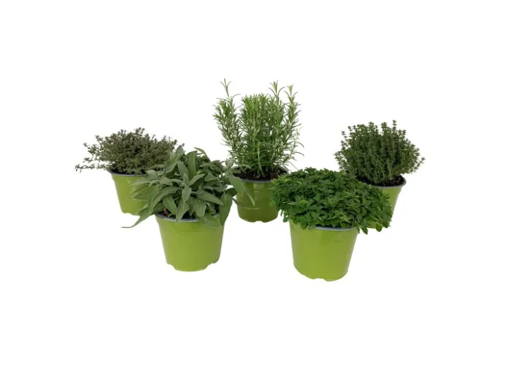 GROW by OBI Kräutermischung "Italienische Kräuter" Topf-Ø ca. 14 cm* Weitere Regale