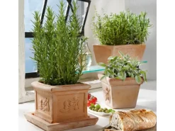 GROW by OBI Kräutermischung "Italienische Kräuter" Topf-Ø ca. 14 cm* Weitere Regale