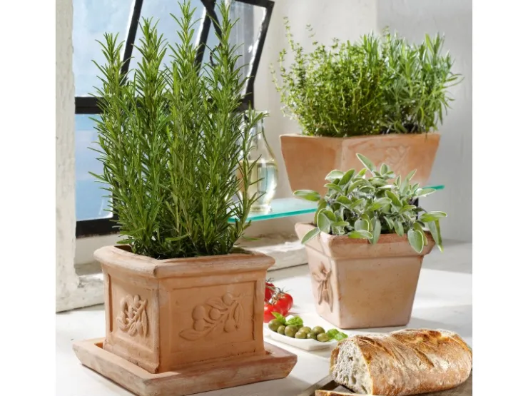 GROW by OBI Kräutermischung "Italienische Kräuter" Topf-Ø ca. 14 cm* Weitere Regale