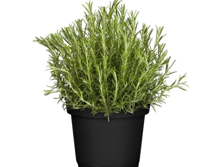 GROW by OBI Kräutermischung "Italienische Kräuter" Topf-Ø ca. 14 cm* Weitere Regale