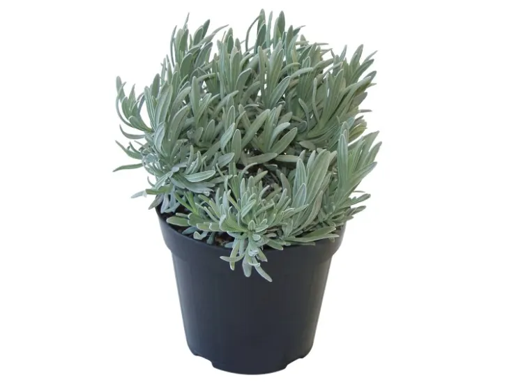 GROW by OBI Kräutermischung "Italienische Kräuter" Topf-Ø ca. 14 cm* Weitere Regale