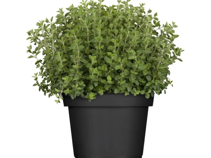 GROW by OBI Kräutermischung "Italienische Kräuter" Topf-Ø ca. 14 cm* Weitere Regale
