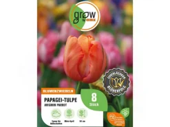 GROW by OBI Papagei-Tulpe Avignon Parrot Rot 8 Stück Tulipa parrot* Vasen