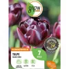 GROW by OBI Tulpe Black Hero Lila 7 Stück Tulipa double late Black Hero* Vasen