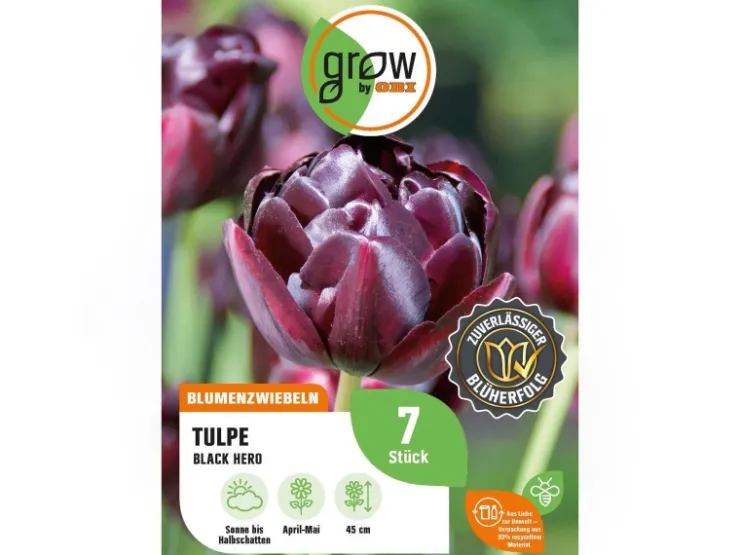 GROW by OBI Tulpe Black Hero Lila 7 Stück Tulipa double late Black Hero* Vasen