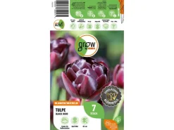 GROW by OBI Tulpe Black Hero Lila 7 Stück Tulipa double late Black Hero* Vasen