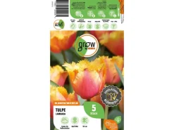 GROW by OBI Tulpe Lambada Orange 5 Stück Tulipa fringed Lambada
