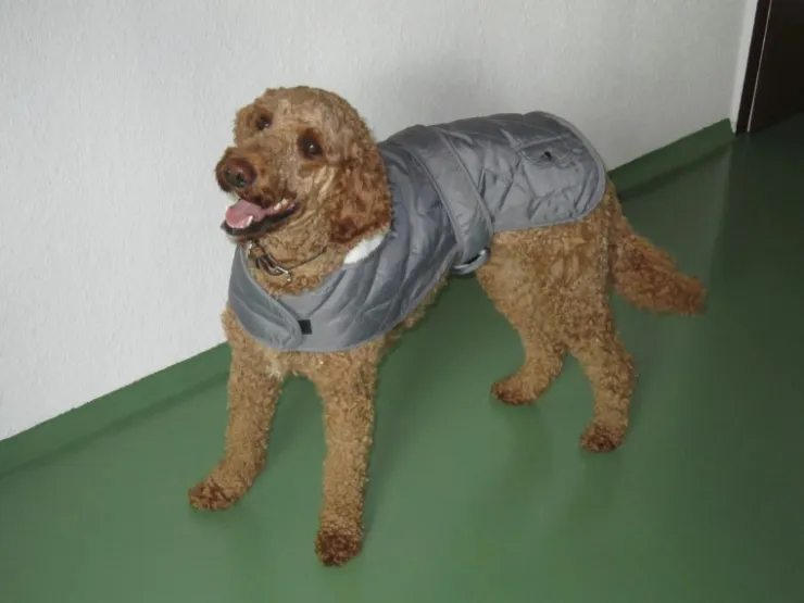 Heim Hundemantel Banbury Mit Kragen Größe S Rückenlänge 40 cm