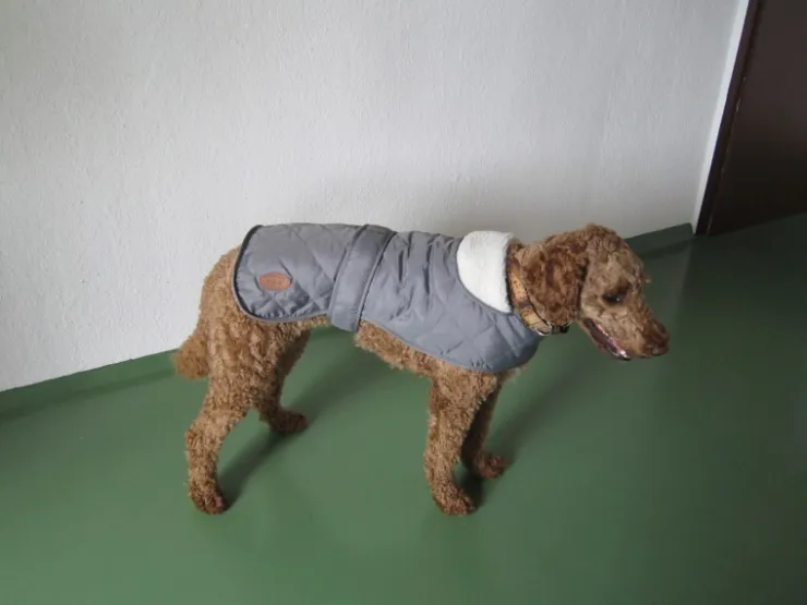 Heim Hundemantel Banbury Mit Kragen Größe S Rückenlänge 40 cm