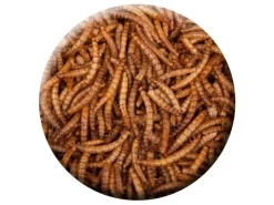 Insektus Mehlwürmer im Pe-Beutel 5 Liter* Terraristik