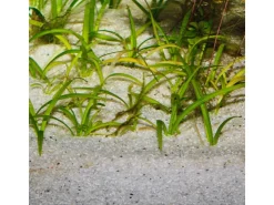 JBL Aquarium Bodengrund Sansibar River 5 kg