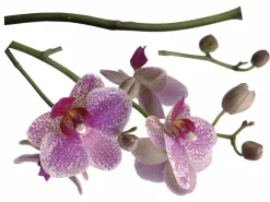 Komar Deko-Sticker Orchidee 100 cm x 70 cm* Wandtattoos