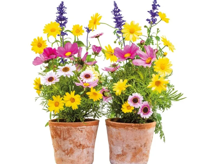 Komar Fenstersticker Springtime 31 cm x 31 cm