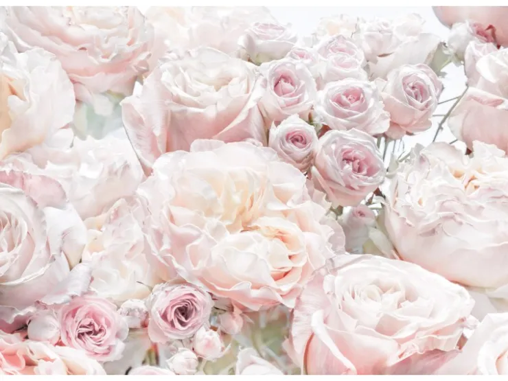Komar Fototapete Spring Roses 368 x 254 cm