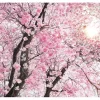 Komar Fototapete Vlies Bloom 400 x 260 cm* Fototapeten