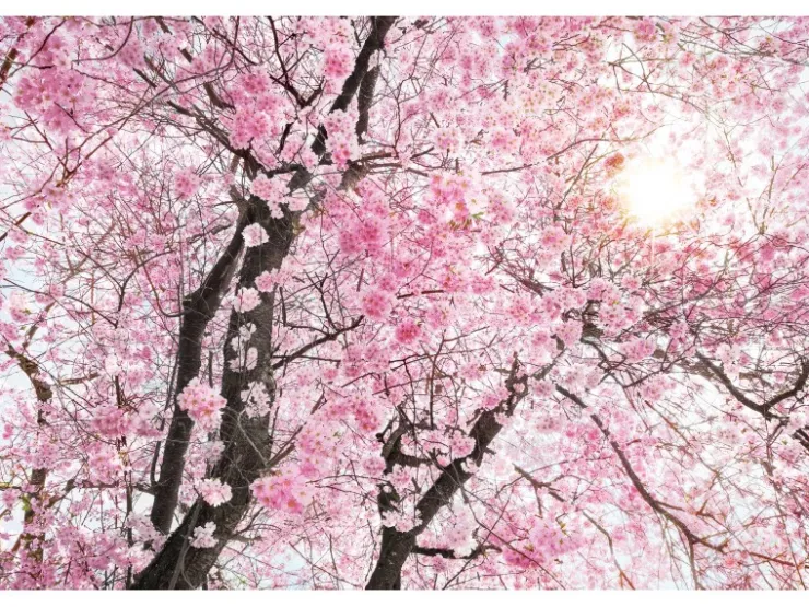 Komar Fototapete Vlies Bloom 400 x 260 cm* Fototapeten