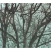 Komar Fototapete Whispering Woods 400 cm x 250 cm* Fototapeten
