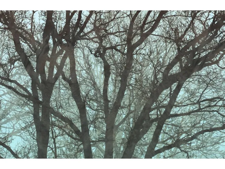 Komar Fototapete Whispering Woods 400 cm x 250 cm* Fototapeten