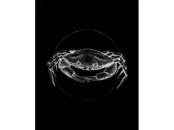 Komar Wandbild Crab Black 30 x 40 cm* Poster