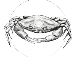 Komar Wandbild Crab White 50 x 70 cm