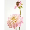 Komar Wandbild Dahlia 50 x 70 cm* Poster