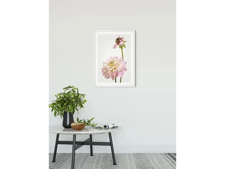 Komar Wandbild Dahlia 50 x 70 cm* Poster