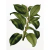 Komar Wandbild Elastica Tree 30 x 40 cm* Poster