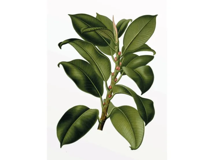 Komar Wandbild Elastica Tree 30 x 40 cm* Poster