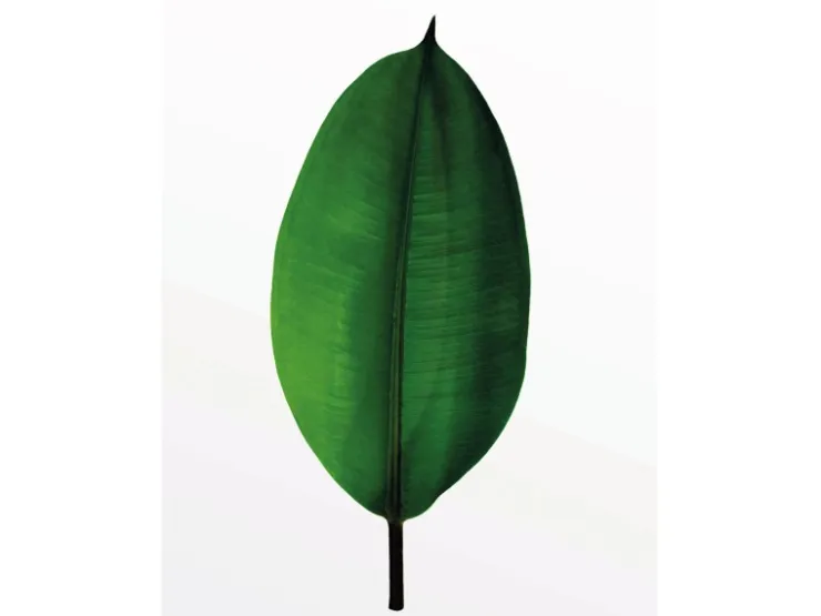 Komar Wandbild Ficus Leaf 40 x 50 cm* Bilder