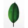 Komar Wandbild Ficus Leaf 30 x 40 cm* Poster