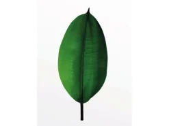 Komar Wandbild Ficus Leaf 30 x 40 cm* Poster